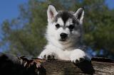 SIBERIAN HUSKY 709